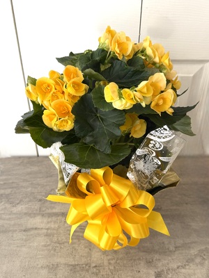 Begonia from Aladdin's Floral in Idaho Falls